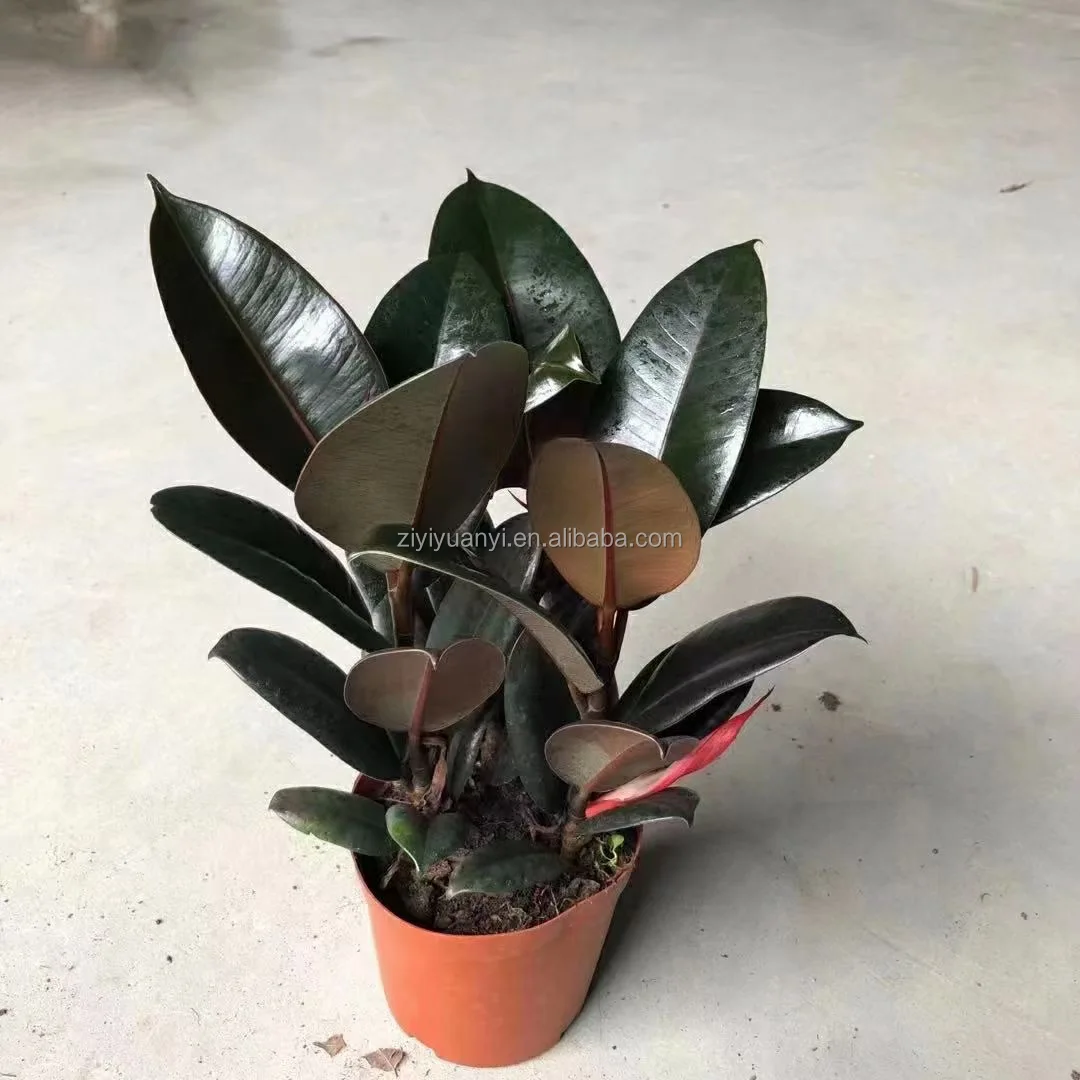 
Wholesale beautiful live plant Rubber ficus Tree black prince Tineke ruby Indoor natural plants 3 in 1  (1600237003711)