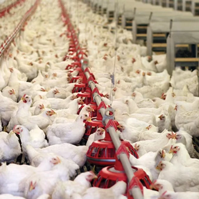 Concentrated feed premix for broiler chickens