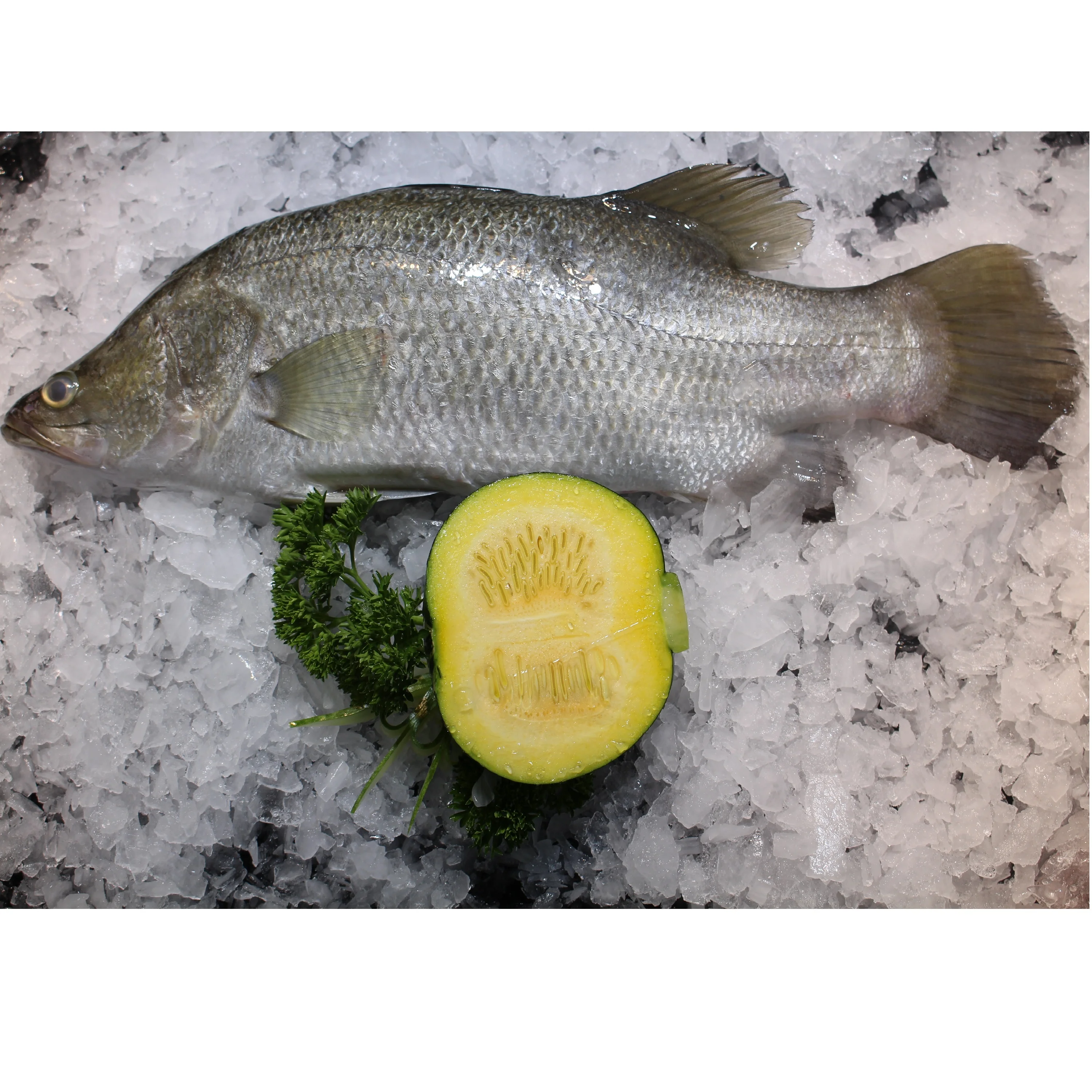 
Whole Piece With Shelf Life 12 Months In Vacuum And IVC Packaging Frozen Barramundi Fish 