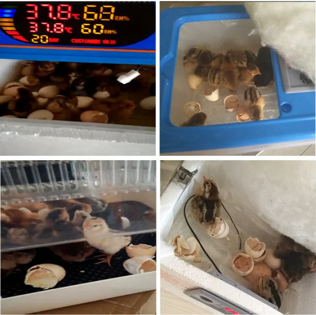 Mini Automatic Egg Incubator 112 Eggs Incubator 12 Volt Battery Egg Hatching Machine Price