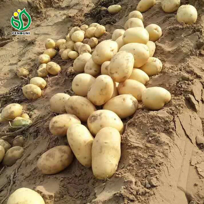 New crop fresh organic vegetables wholesale potato price of potato in bulk for export in China