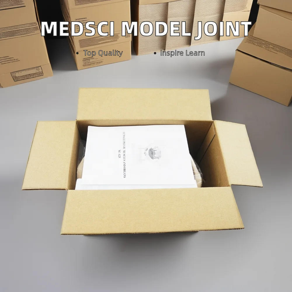 Medical Science Life-Size Muscled Shoulder Joint Model Plastic Skeleton for Training Purpose