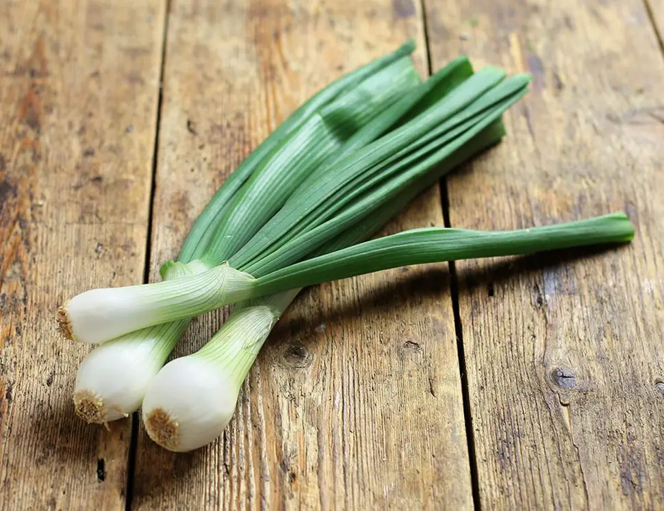 KWS China exporter green scallions green fresh onion