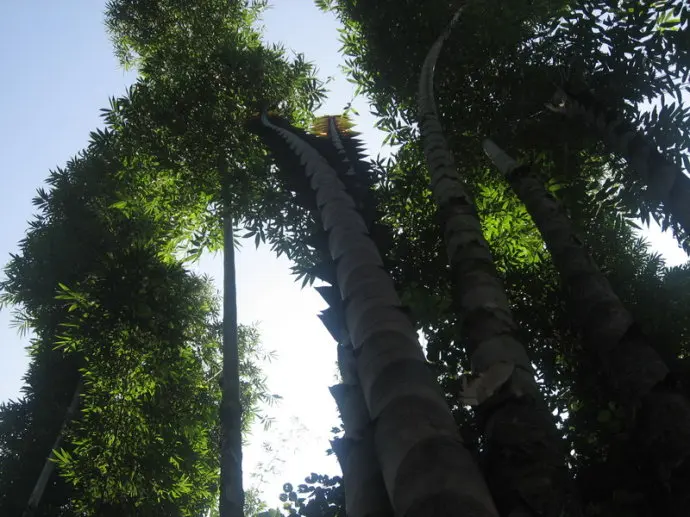 hua xian zi 2021 Limited Supply Largest Tropical Bamboo giant bamboo seeds