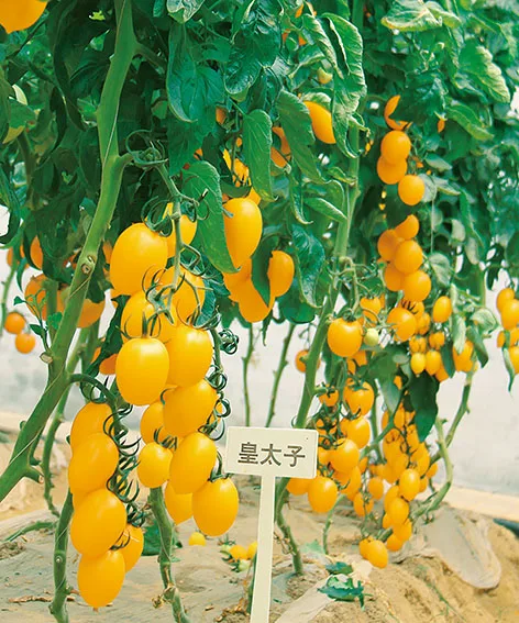 Семена желтого помидора-вишни, длинный овальный