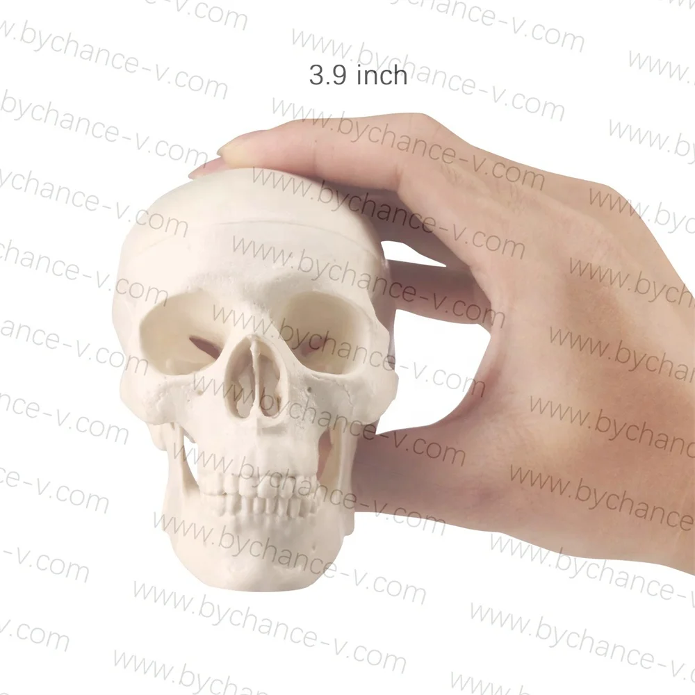 Medical Education props Small Size mini Human Anatomy Skull Model Adult Head Bone for Art Student Sketching