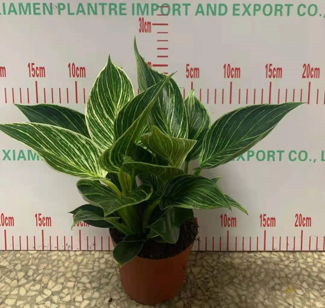 Wholesale high quality Philodendron Birkins ornamental live plant bonsai for decorative foliage plant