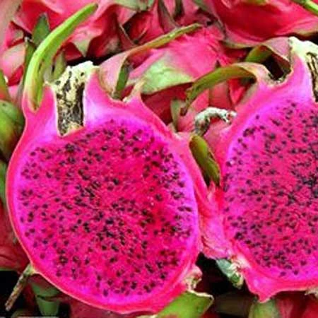 
Vietnam dragon fruit High Quality 