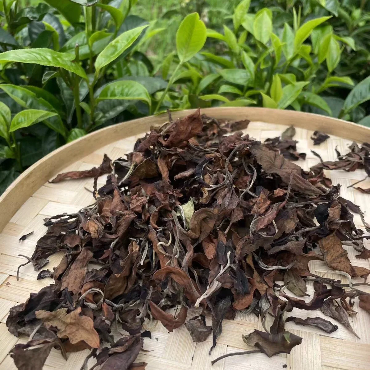 New style hot selling Yunnan gaba white tea gaba white peony loose tea leaves bai mu dan