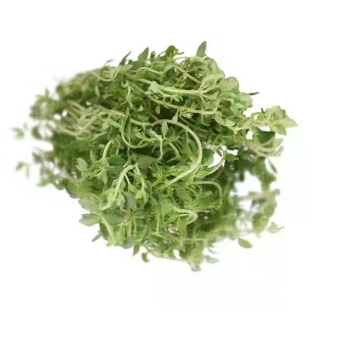
S019 bai li xiang French Thyme seed 