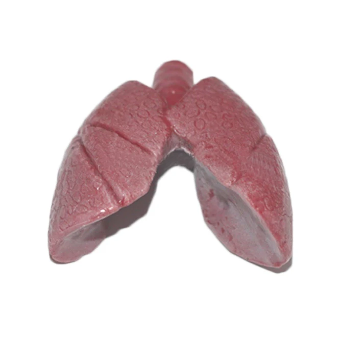 Human Anatomical Lung Model Sticky or Non-Sticky Toys TPR Material Medical Alveoli Model