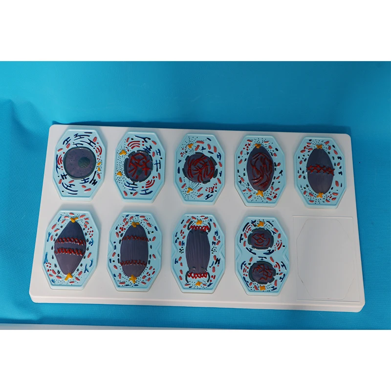 Biological teaching instruments - Animal cell models