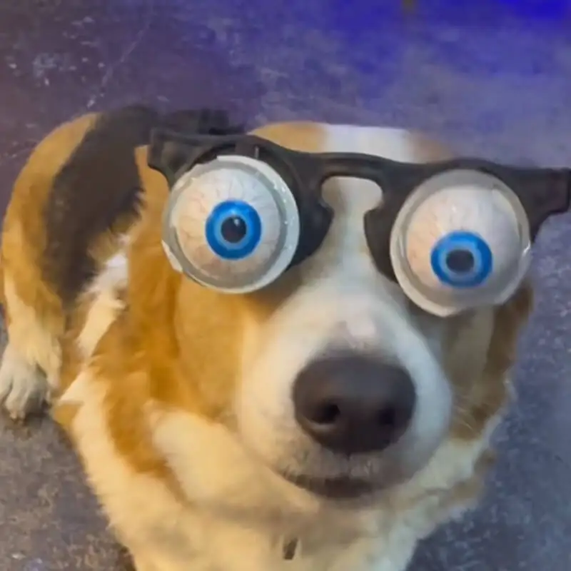 Funny pet dog accessories Funny bouncing glasses Spoof toy Holiday dress Halloween dog Headwear