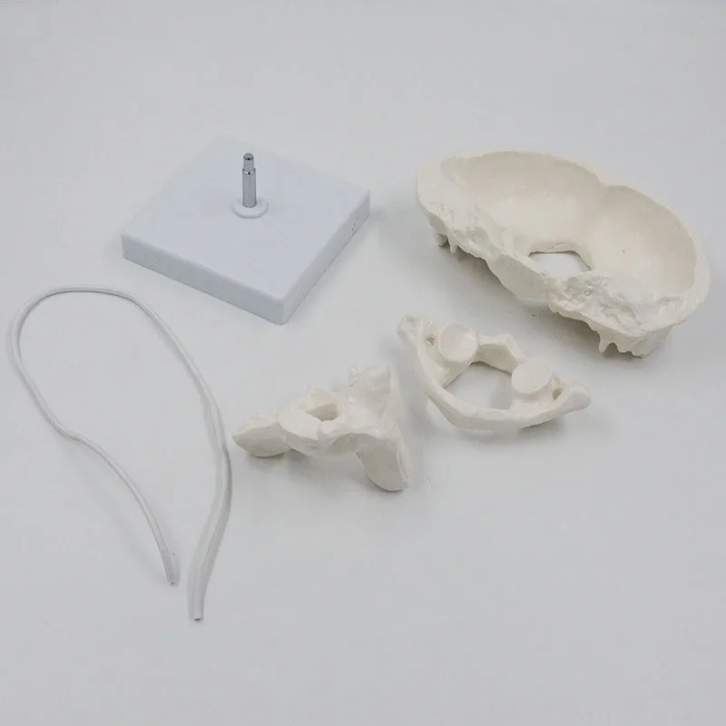 Detachable Human Occipital Bone Medical Anatomy Model With Atlas And Cardinal Vertebrae