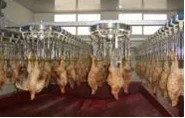 500bph compact slaughtering line, small  poultry slaughtering processing line