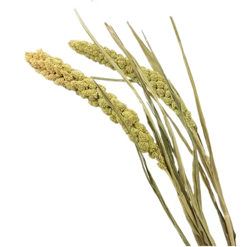 Dried natural Chinese Millet Grain flower, ears of millet, icker, earhead, floral plant