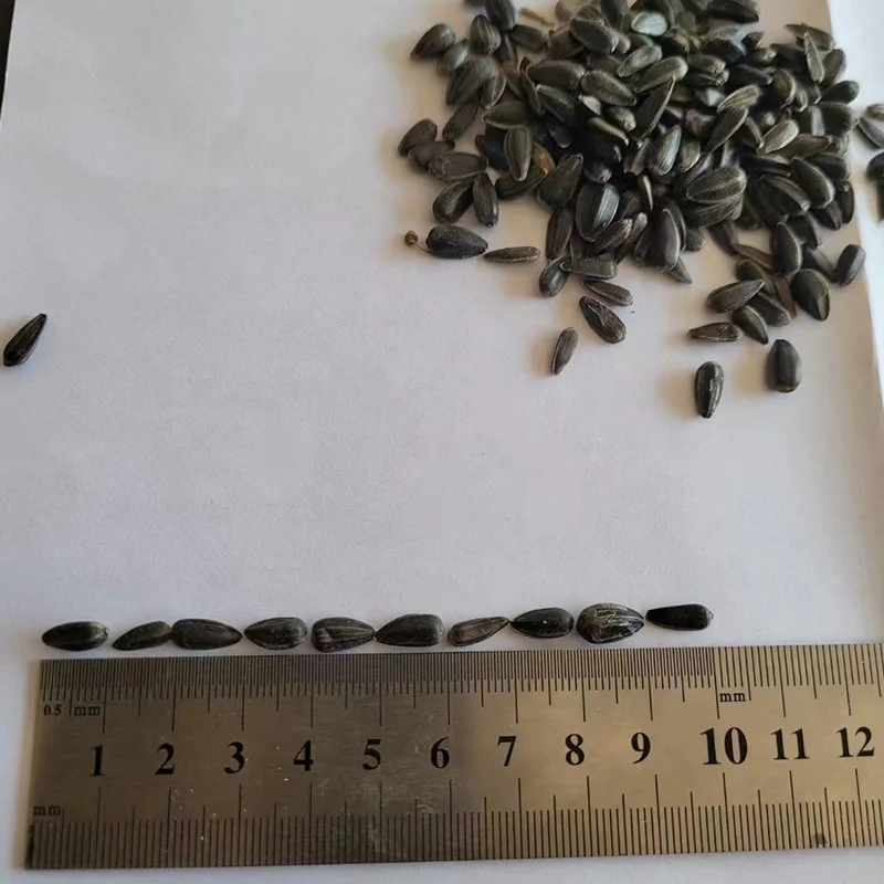 Wholesale sunflower seeds kernels small Black oil sunflower seeds for bird feeding