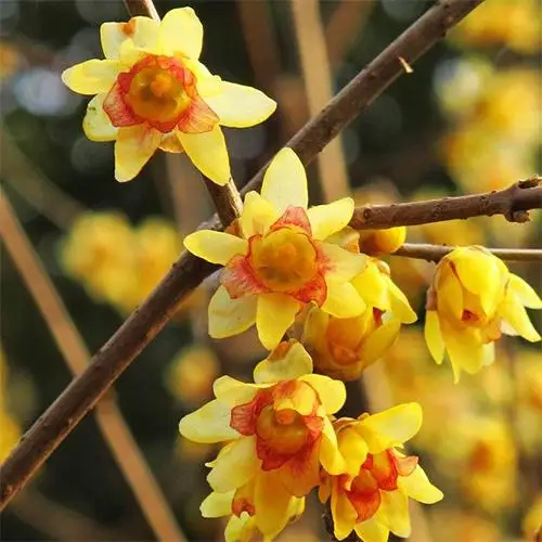 High Quality Chimonanthus Praecox Seeds Wntersweet Tree Seeds Tree seeds