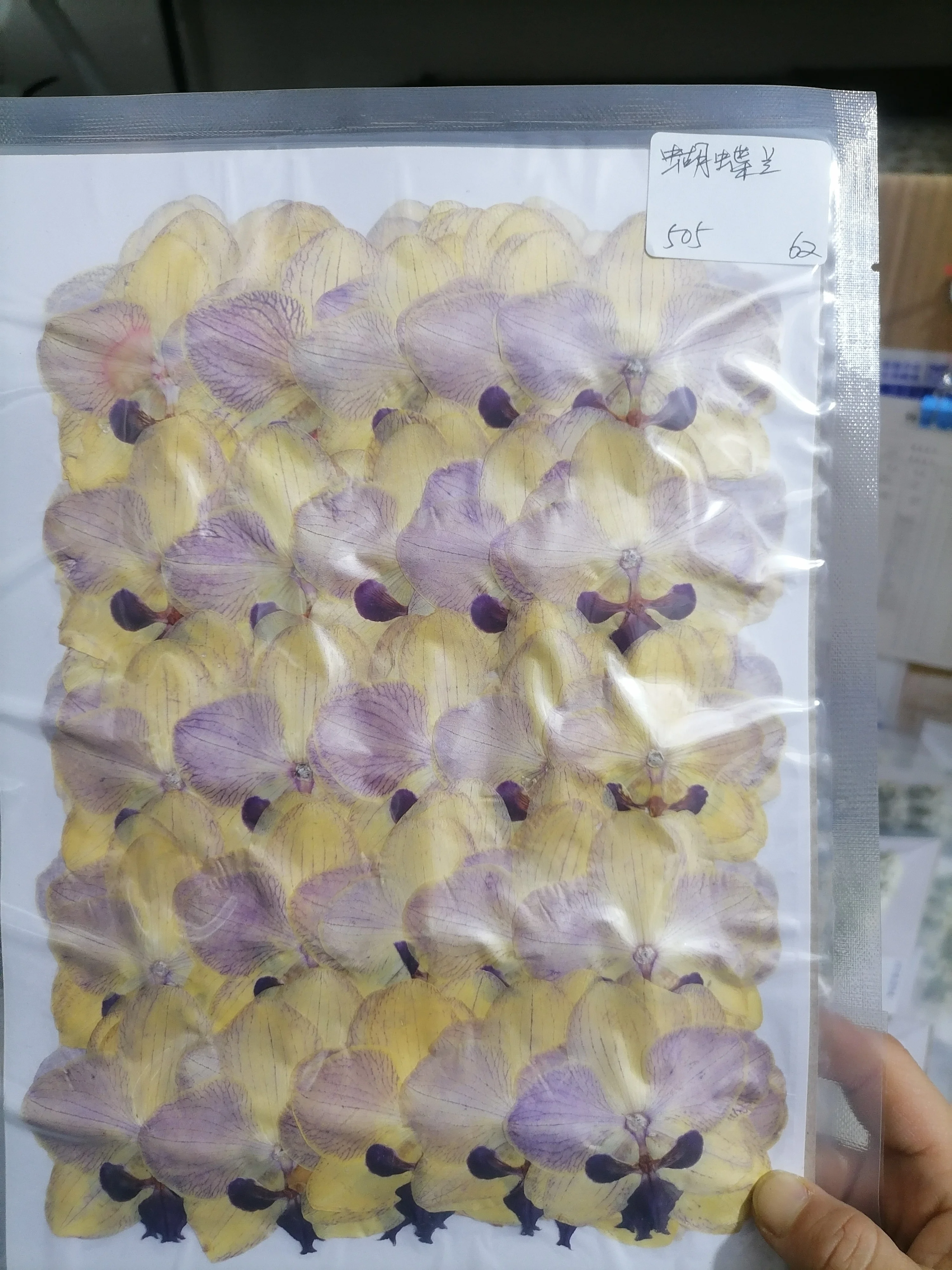 Pressed Flower Moth Orchid, Butterfly Orchid, Phalaenopsis Amabilis Suitable For Lamp Frame Bookmark Child Education