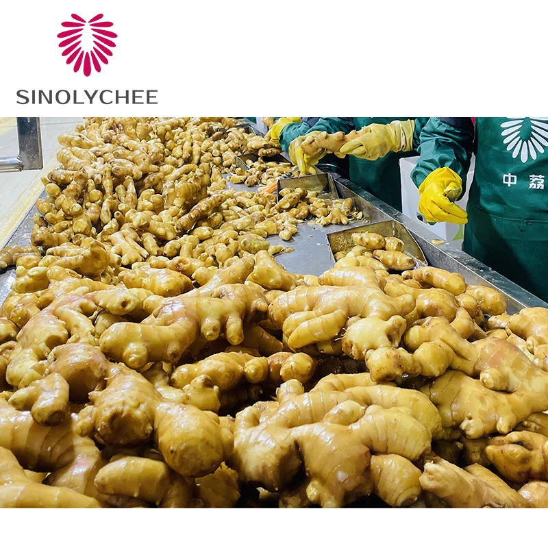 Fresh Ginger Wholesale Exporter Ginger Price In China
