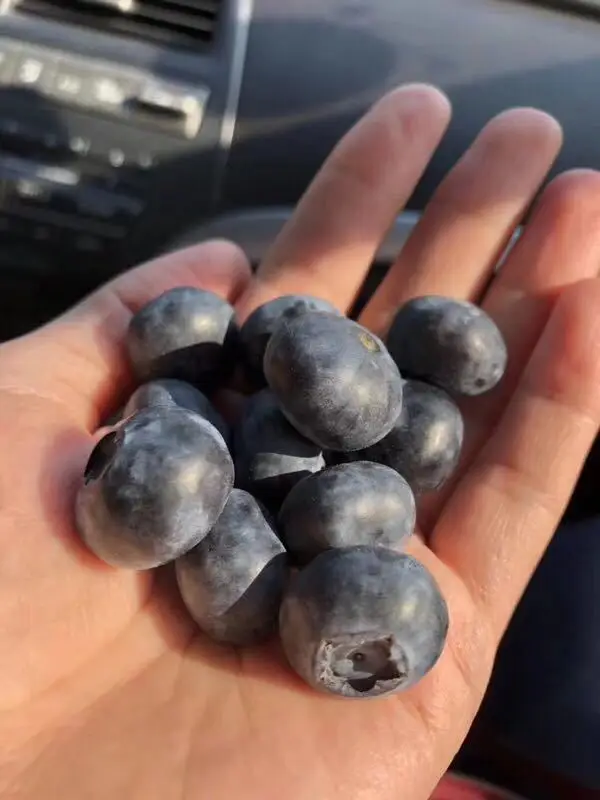 
Commercial Chamber Low Temperature Freeze Dryer For Fruit And Vegetable 