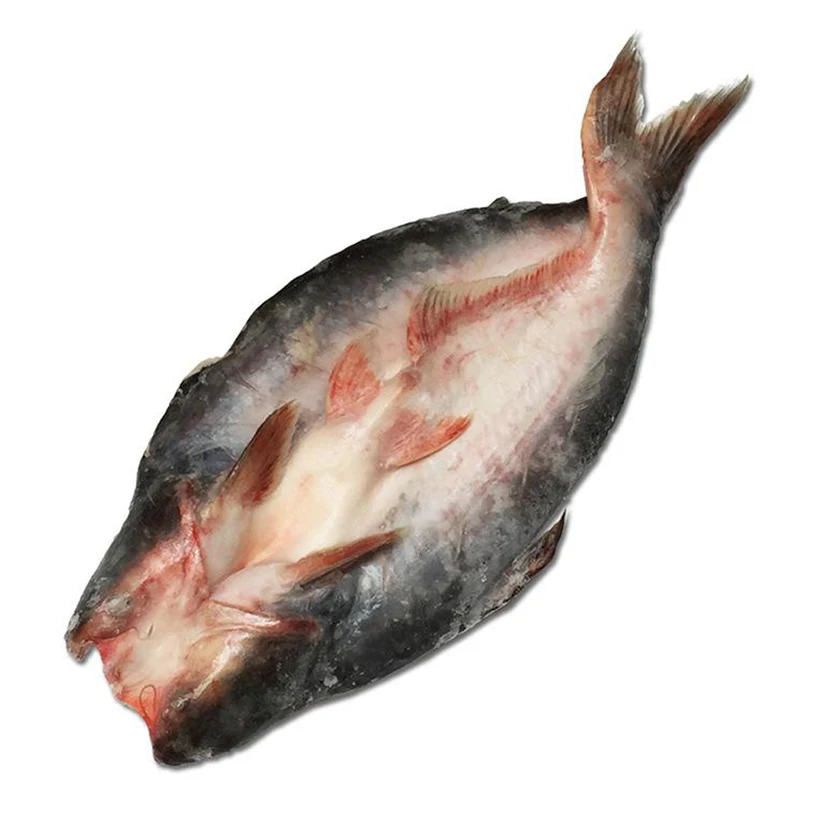 
Frozen Basa (pangasius) with Good Price 