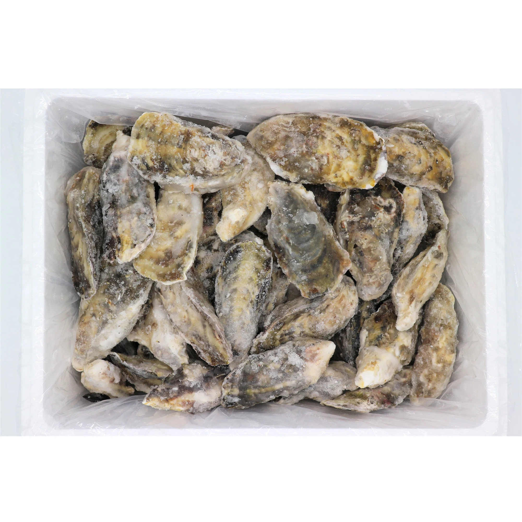 
Japan Whole Shell Oysters Frozen Fresh Fish Seafood For Health 