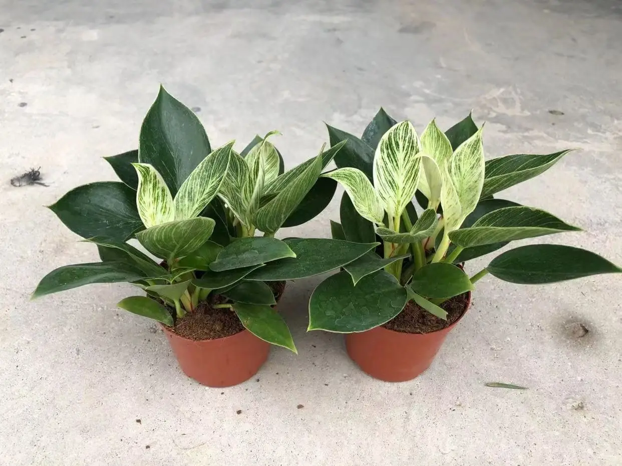  Живое растение Philodendron Birkin