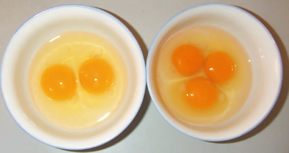 
poultry medicine FOR LAYER ONLY nutritional supplement multivitamin premix better eggshell quality 