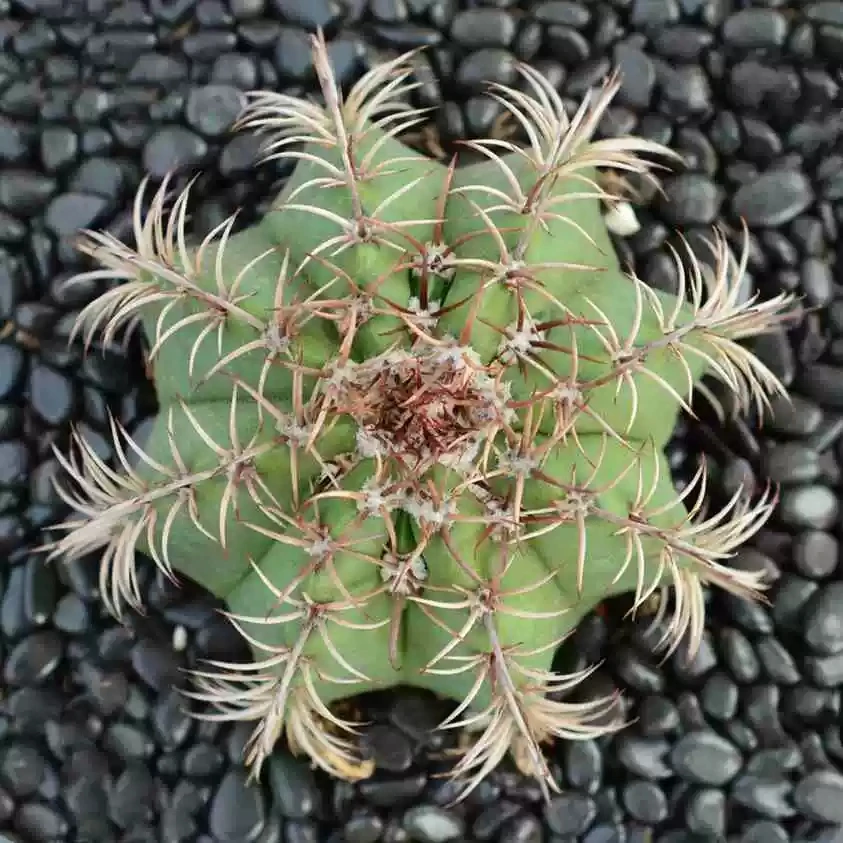 
Perennial Cactus Melocactus salvadorensis 
