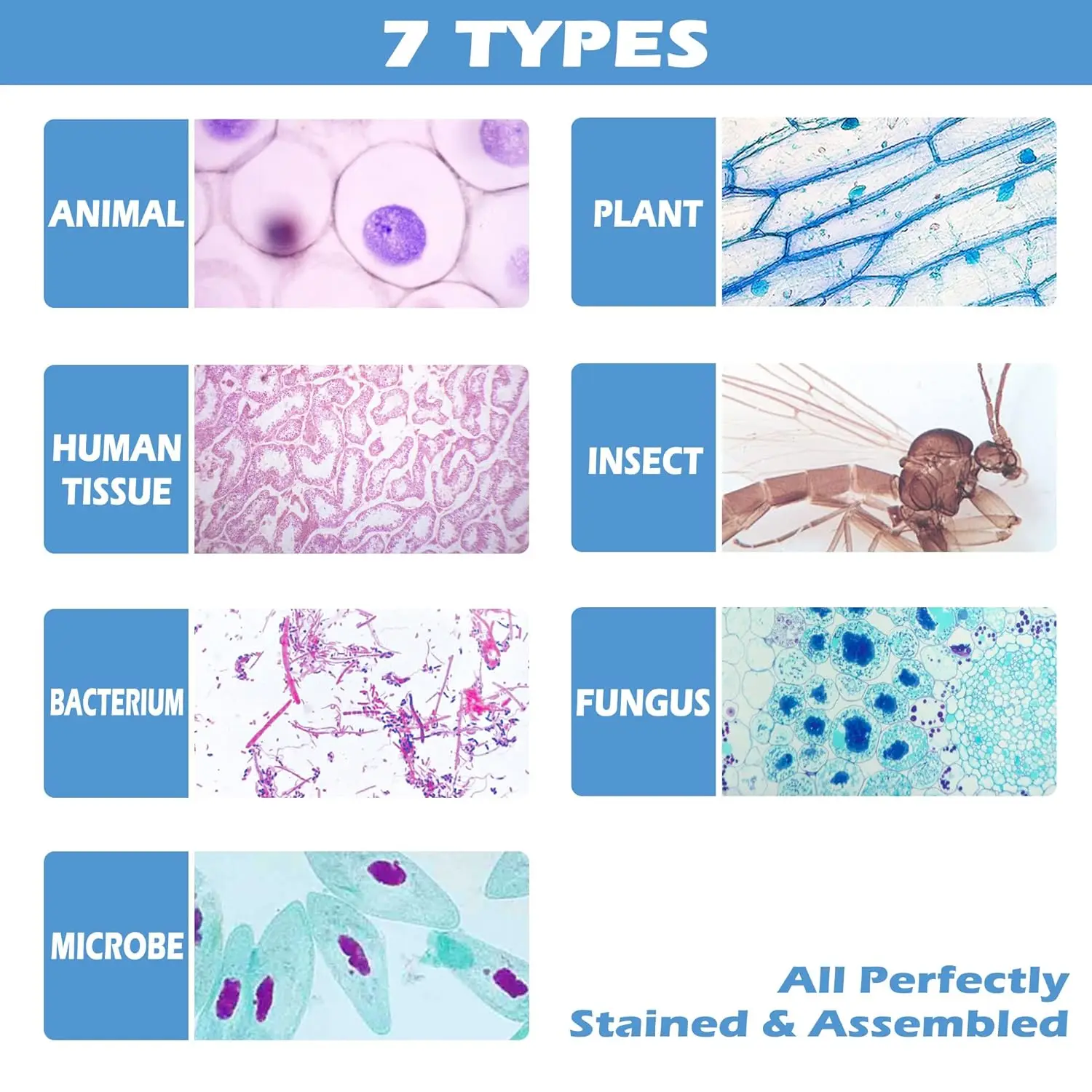 Microscope Slides with Specimens and Kids Adults Prepared Microscope Slides Set for Biological Science Education