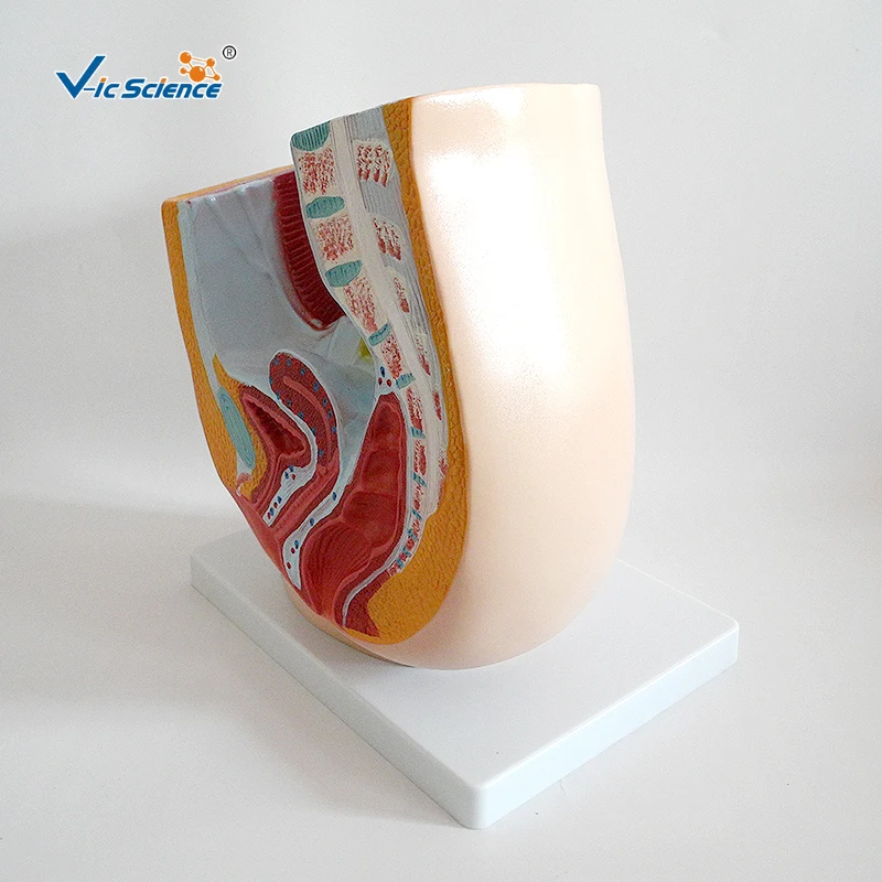 human female pelvis section (1 part) basic human anatomy medical school education cheap anatomical models