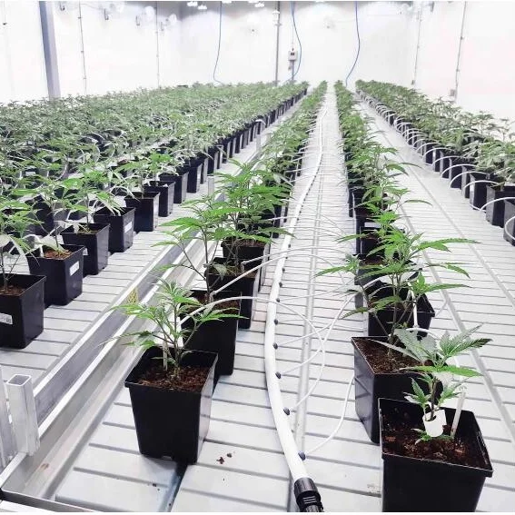 Greenhouse Ebb And Flow Rolling Bench Growing System for Medical Plants