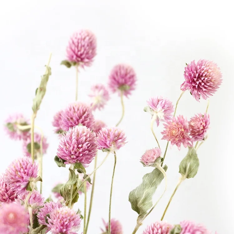 Boho decor 40-50 heads dried natural pink white dried purple Gomphrena globosa flower