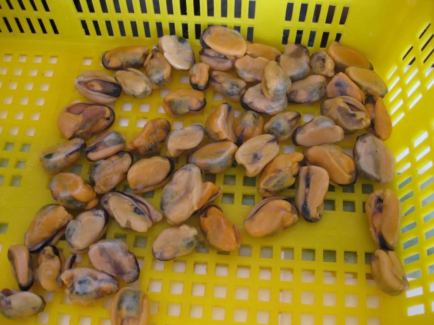 mussel meat 200-300 A.jpg