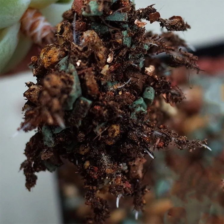 Mixed with multiple minerals zeolite powder volcanic rock maifan stone for succulent plant rainbow stone