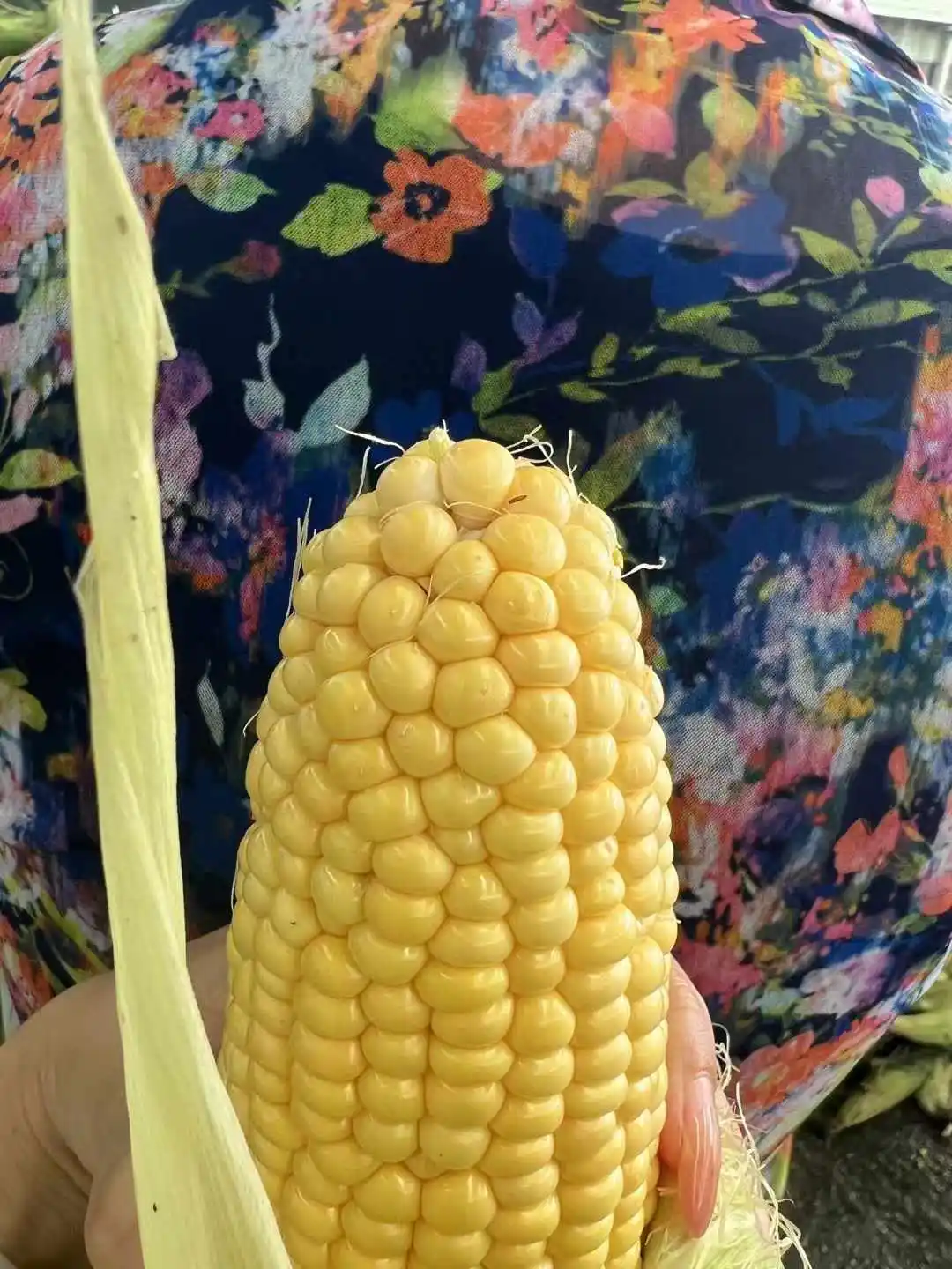 Frozen yellow corn Crisp King high sweetness ripe sweet corn kernels