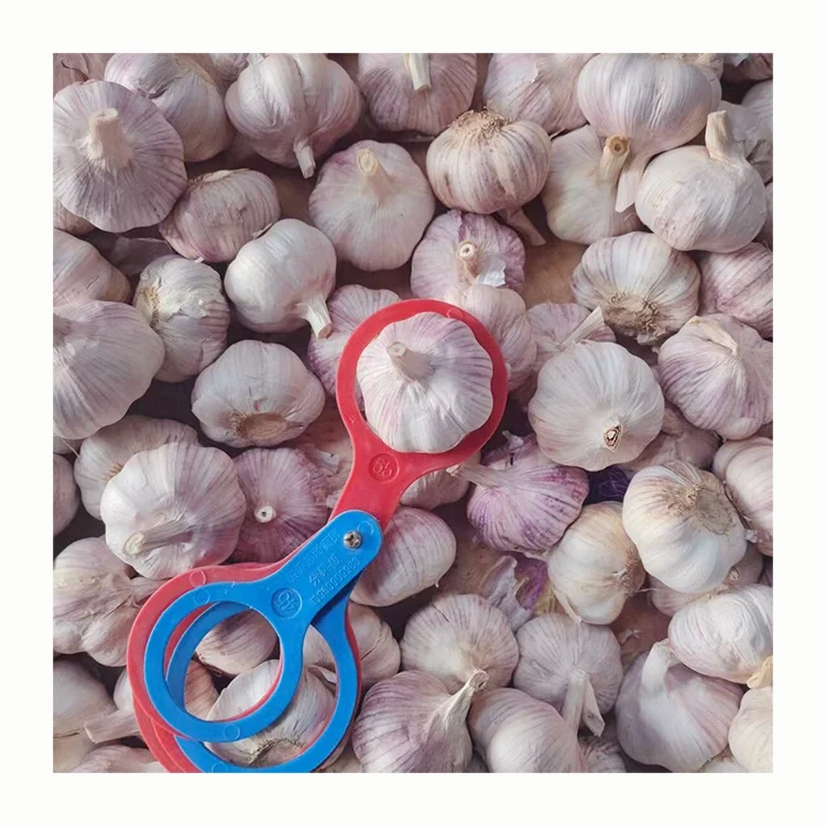 Top Grade Fresh garlic in mesh bags / cartons 2023 newest crop best quality for wholesale 3p/4p/5p Small package garlic to bawan