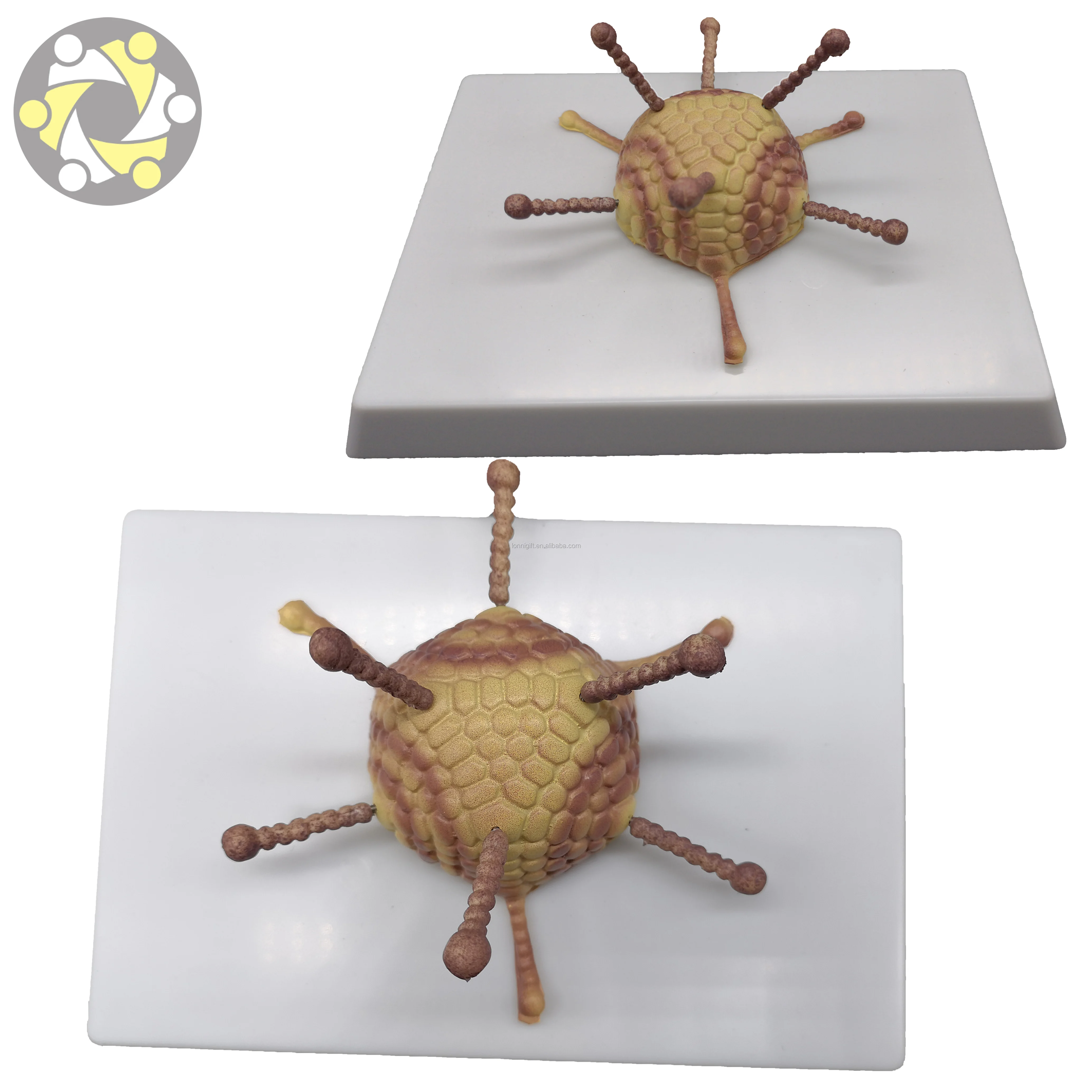 Medical science Virus anatomical model Bacterial virus model Adenovirus Cell Ultrastructure Model