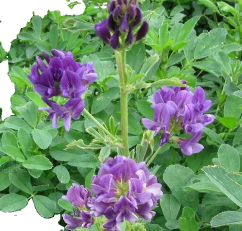 Natural pure animal feeding grass red purple flowers Medicago sativa seeds