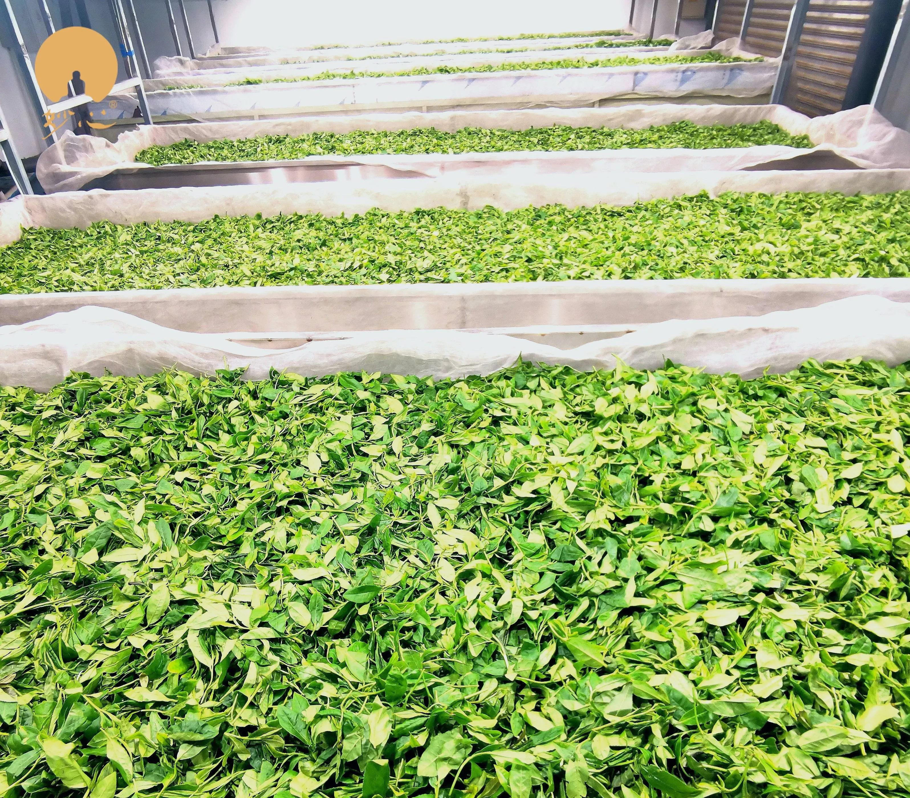 The Taste of World Champion- Miaopin Premium Organic Dried Black Tea Loose Leaf Health Tea Great Taste 2 Stars Slimming Tea