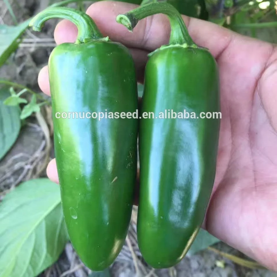 
Hybrid f1 Jalapeno Mexico chili Spicy Pepper Vegetable Seeds for Planting Tianyang2# 