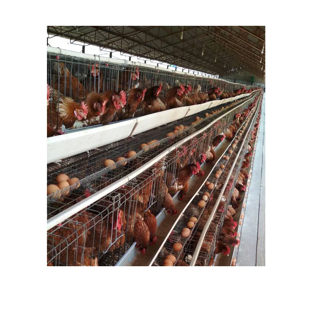 chicken laying cage galvanized automatic A type chicken cages layer poultry for farming