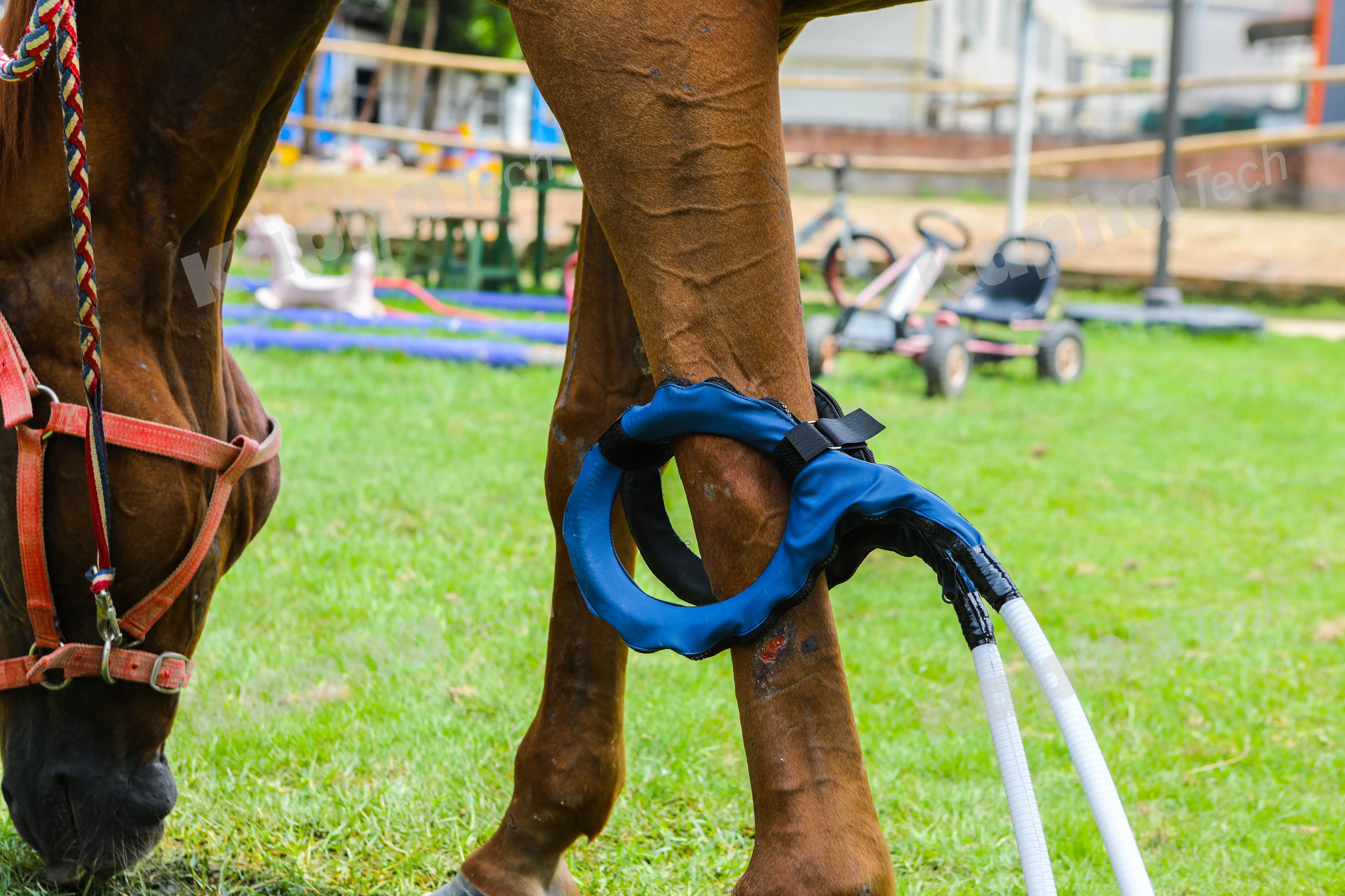 Physiotherapy Machine PMST LOOP With Single Loop And Butterfly Loop For Horse Rehabilitation Easy To Use