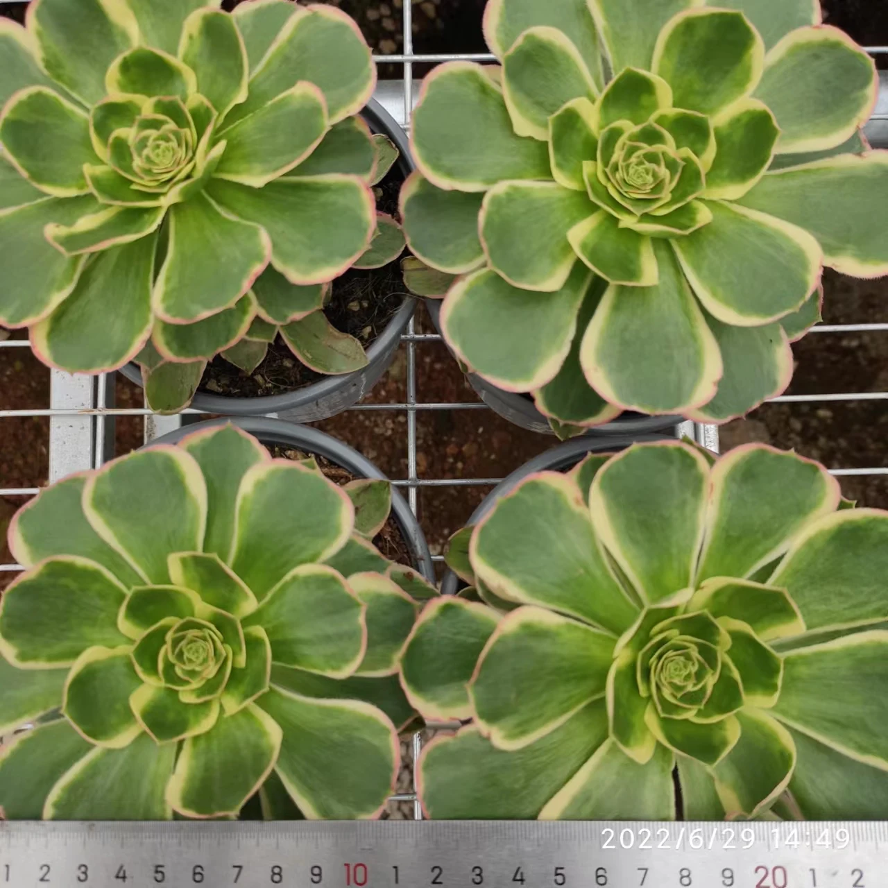 ON015  Aeonium Green Rose Wholesale Customized Mini Artificial Succulent plants Pots For out door echeveria