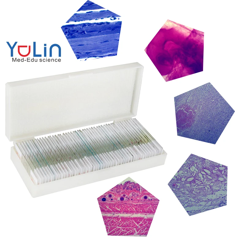 Biological model teaching aids Lab Equipment Offer Cell Biology and Genetic of Human histology Microscope Prepared Slides