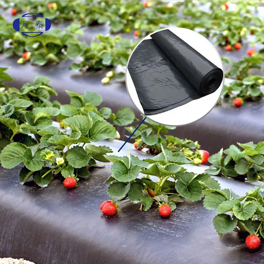 pe plastic foil protective plant cover mulch film for tomato price agriculture polyethylene film