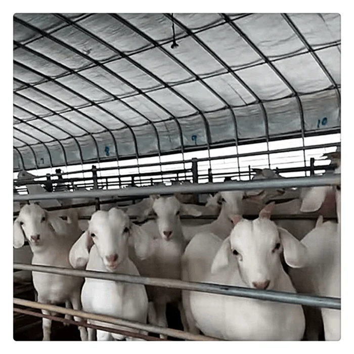 Detachable prefabricated steel structure goat farm sheep barn farming design shed house