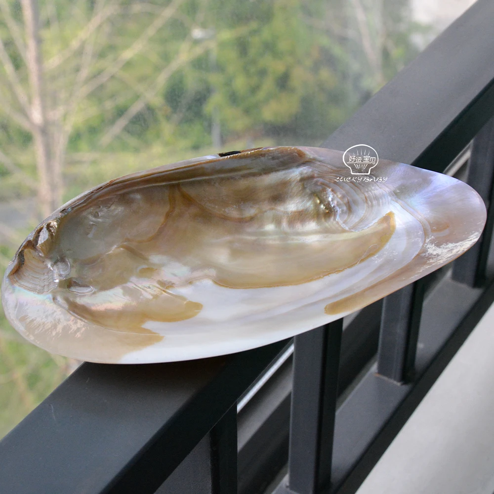 Natural Sea Mussel Shell Polished  Pearl Shell Oyster Mother of Pearl Abalone Shell Home Decoration And Jewely Making