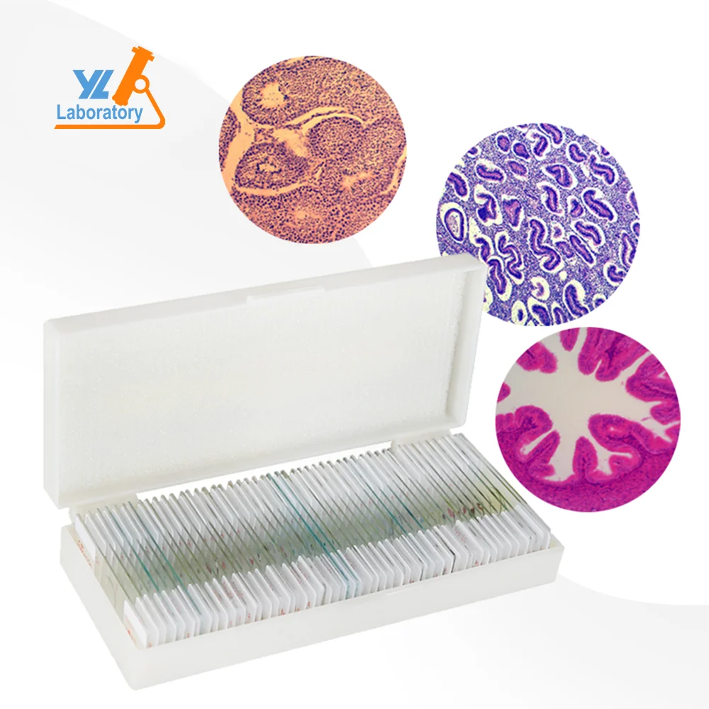 25 factory biomedical research microscope slides prepared using human histology for university use